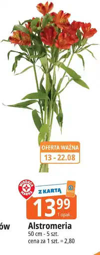 E.Leclerc Alstromeria oferta