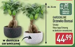 ALDI GARDENLINE Drzewko Bonsai oferta