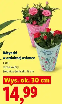 Lidl Różyczki w ozdobnej ostoncze oferta