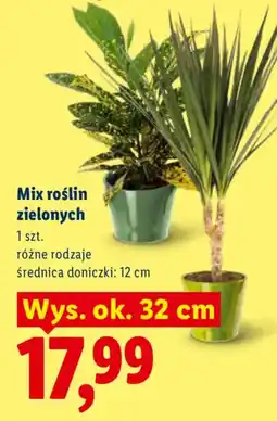 Lidl Mix roślin zielonych oferta