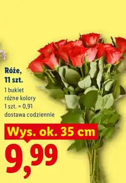 Lidl Róże oferta
