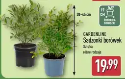 ALDI GARDENLINE Sadzonki borówek oferta
