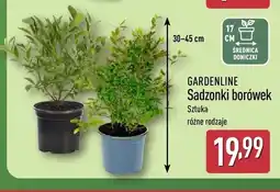 ALDI Sadzonki borówek Gardenline oferta
