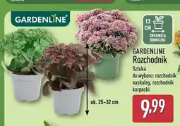 ALDI Rozchodnik Gardenline oferta