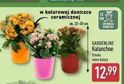 ALDI Kalanchoe Gardenline oferta