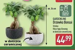 ALDI Drzewko Bonsai Gardenline oferta