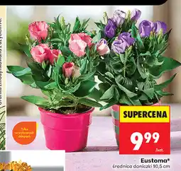 Biedronka Eustoma oferta