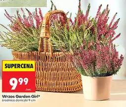 Biedronka Wrzos Garden Girl oferta
