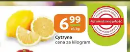 Społem Częstochowa Cytryna oferta
