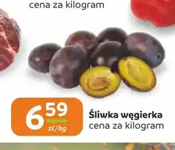 Społem Częstochowa Śliwka węgierka oferta