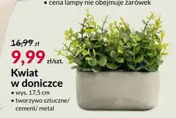 Agata Meble Kwiat w doniczce oferta