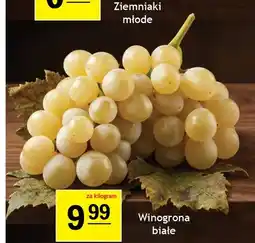 Gram Market Winogrona białe oferta