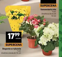 Delikatesy Centrum Begonia w rękawie oferta