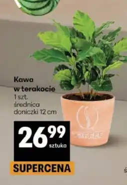 Delikatesy Centrum Kawa w terakocie oferta