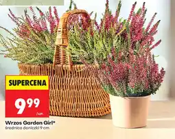 Biedronka Wrzos Garden Girl* oferta