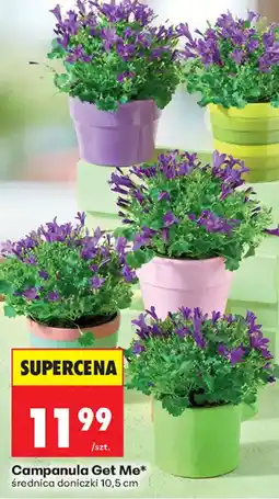 Biedronka Campanula Get Me* oferta
