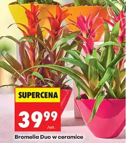 Biedronka Bromelia Duo w ceramice oferta