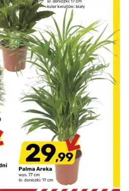 Bricomarche Palma oferta
