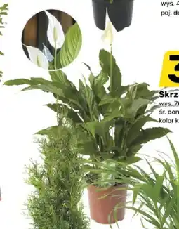 Bricomarche Skrzydłokwiat oferta