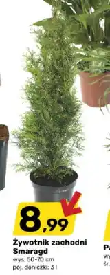 Bricomarche Żywotnik zachodni Smaragd oferta