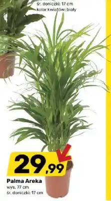 Bricomarche Palma Areka oferta