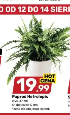 Bricomarche Paproć Nefrolepis oferta