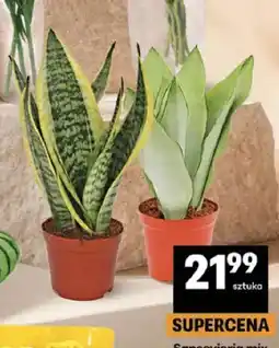 Delikatesy Centrum Sansevieria mix oferta