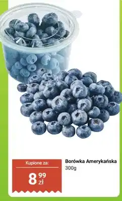 Dino Borówka amerykańska oferta