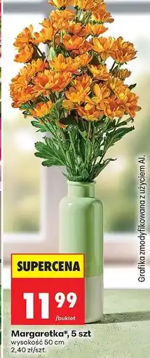 Biedronka Margaretka 5 szt oferta