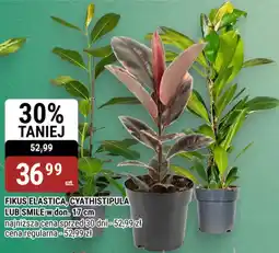 bi1 FIKUS ELASTICA, CYATHISTIPULA LUB SMILE oferta