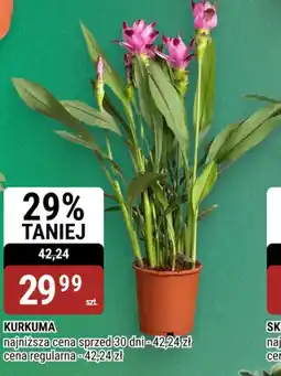 bi1 Kurkuma oferta