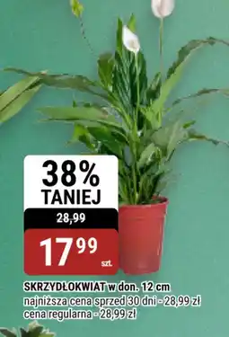bi1 SKRZYDŁOKWIAT oferta
