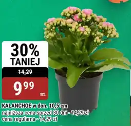 bi1 KALANCHOE oferta