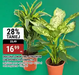 bi1 Dracena Lemon Lime, Syngonium lub Difenbacha Compacta oferta