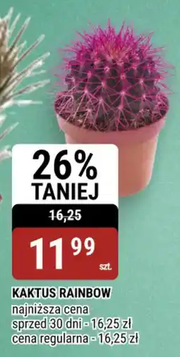 bi1 Kaktus Rainbow oferta