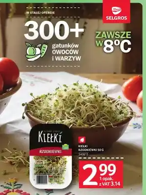 Kiełki rzodkiewki