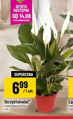 Polomarket Skrzydłokwiat oferta