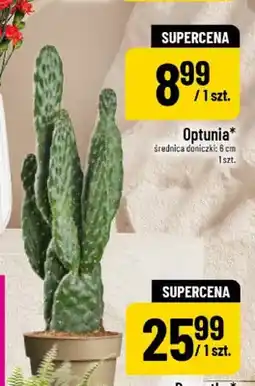 Polomarket Optunia oferta