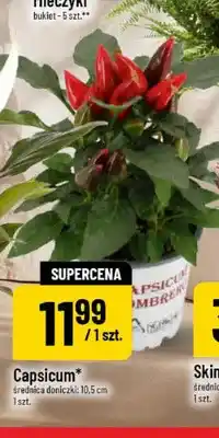 Polomarket Capsicum oferta