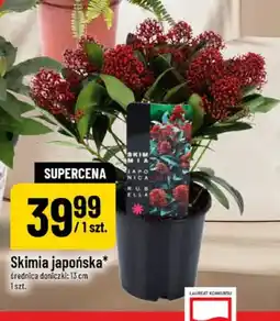 Polomarket Skimia japońska oferta