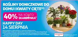 Auchan Rośliny doniczkowe do domu i kwiaty cięte oferta