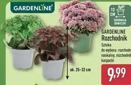 ALDI GARDENLINE Rozchodnik oferta