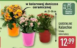 ALDI GARDENLINE Kalanchoe oferta