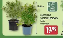 ALDI GARDENLINE Sadzonki borówek oferta