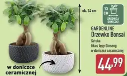 ALDI GARDENLINE Drzewko Bonsai oferta