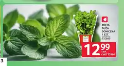Selgros Mięta oferta