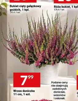 Twój Market Wrzos doniczka oferta