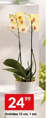 Twój Market Orchidea oferta