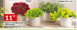 Twój Market Sedum mix doniczka oferta