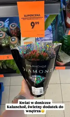 Biedronka Kwiat Kalanchoë Diamond Gardenic oferta